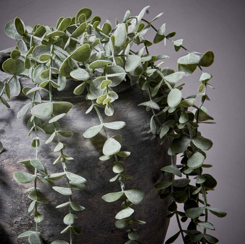 Abigail Ahern trailing eucalyptus stem