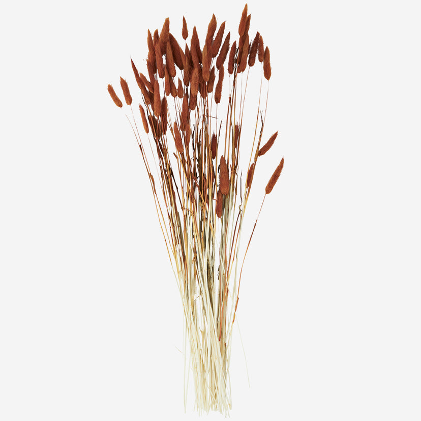 Dried Orange Lagarus Ovatus Bundle