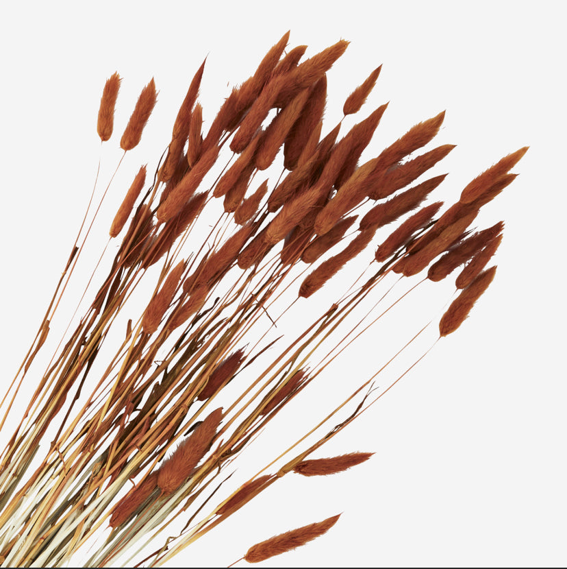 Dried Orange Lagarus Ovatus Bundle