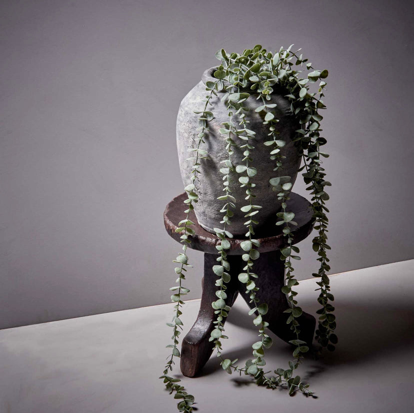 A trailing eucalyptus stem with small rounded leaves, wrapped around a resin stump on a wooden stand against a neutral background.
