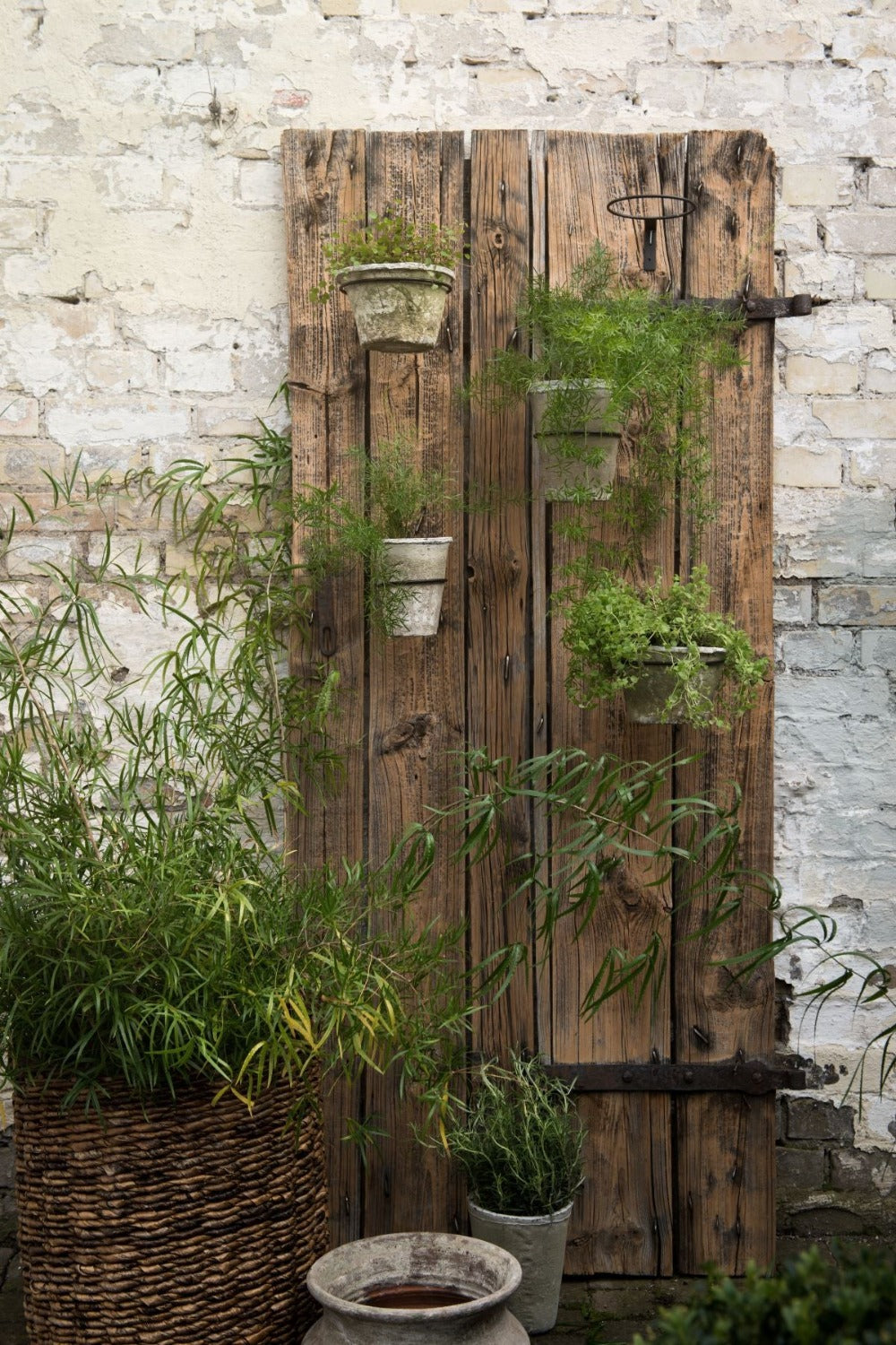 Several wall-mounted black iron pot hangers with potted green plants, placed against a rustic wooden door washed against an old white washed brick wall