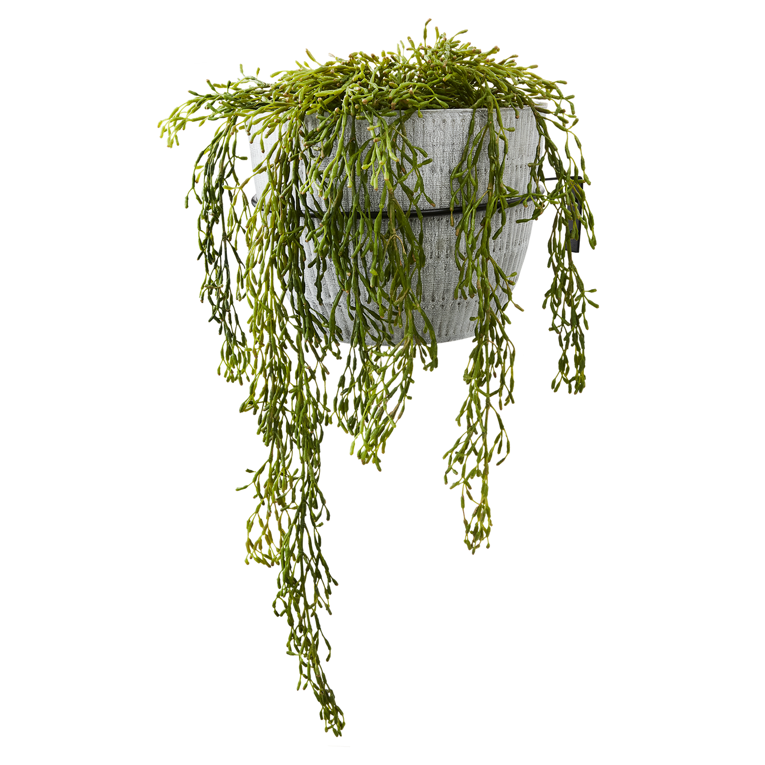 black metal pot hanger with grey potted green plant on transparent background