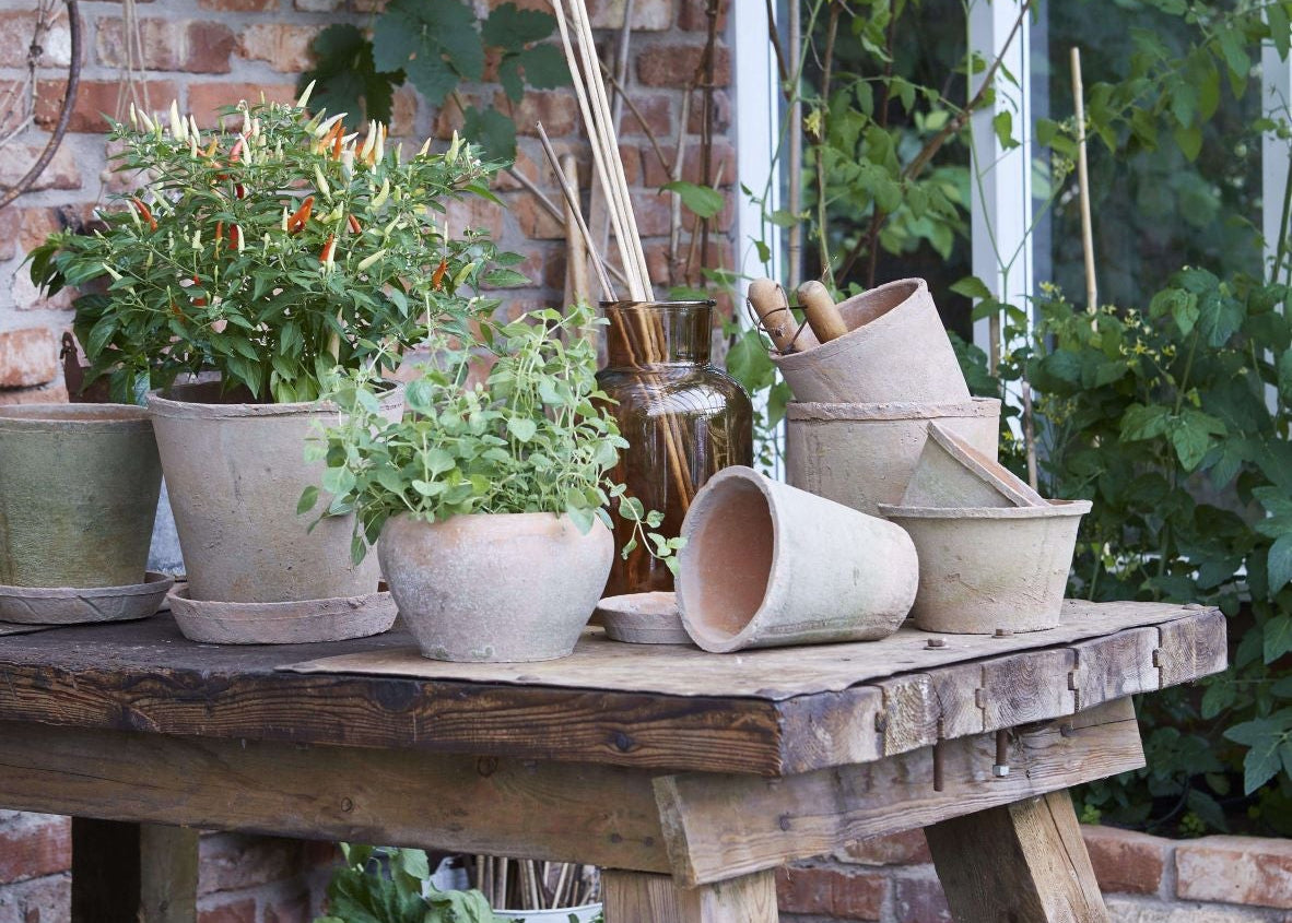 A collection of terracotta pots with saucers displayed on a wooden table, with a variety of plants and decorative items in a glasshouse with overgrown vines.