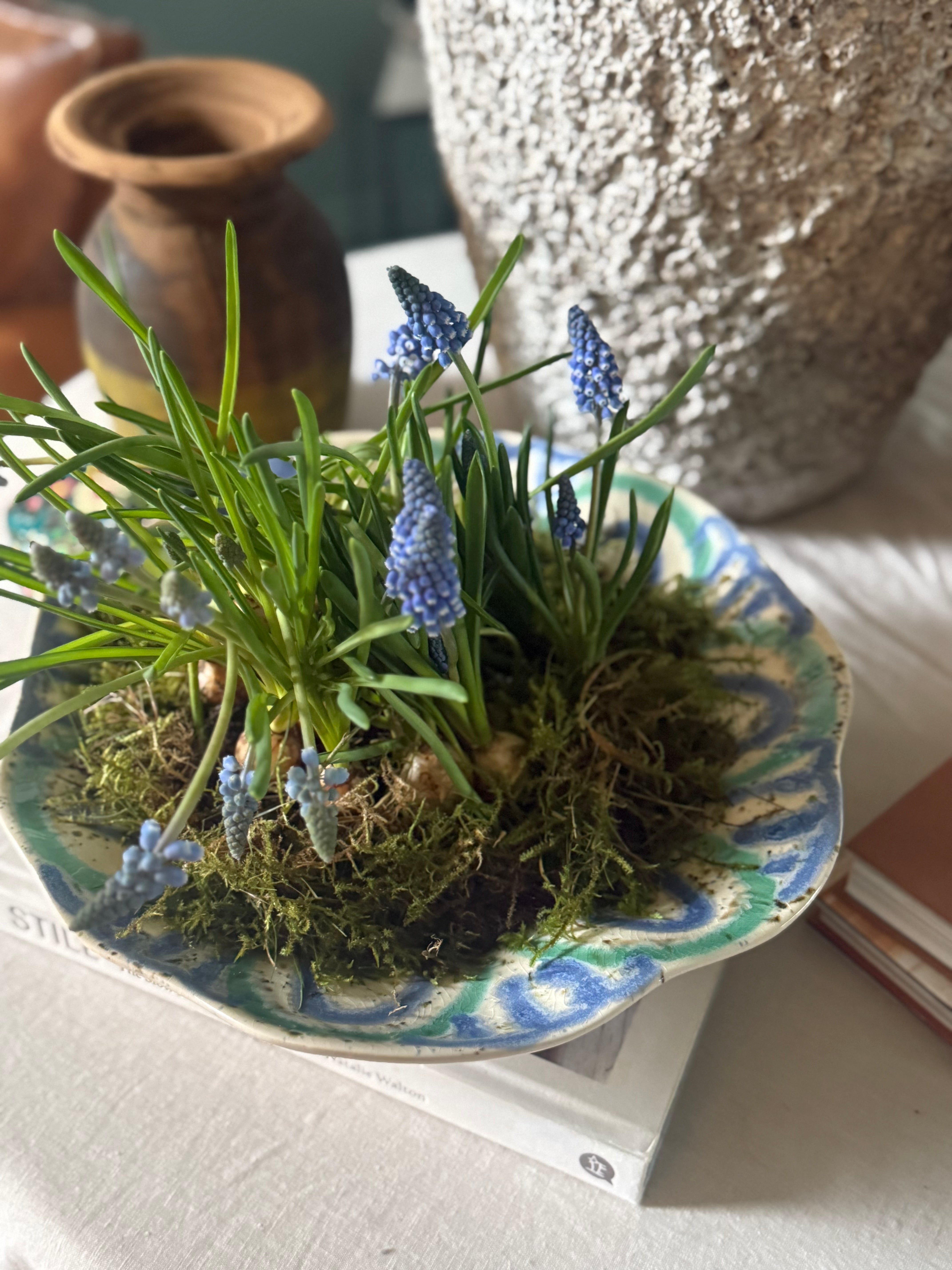 Muscari bulbs planted in hand painted blue and green stoneware ruffled bowl with moss