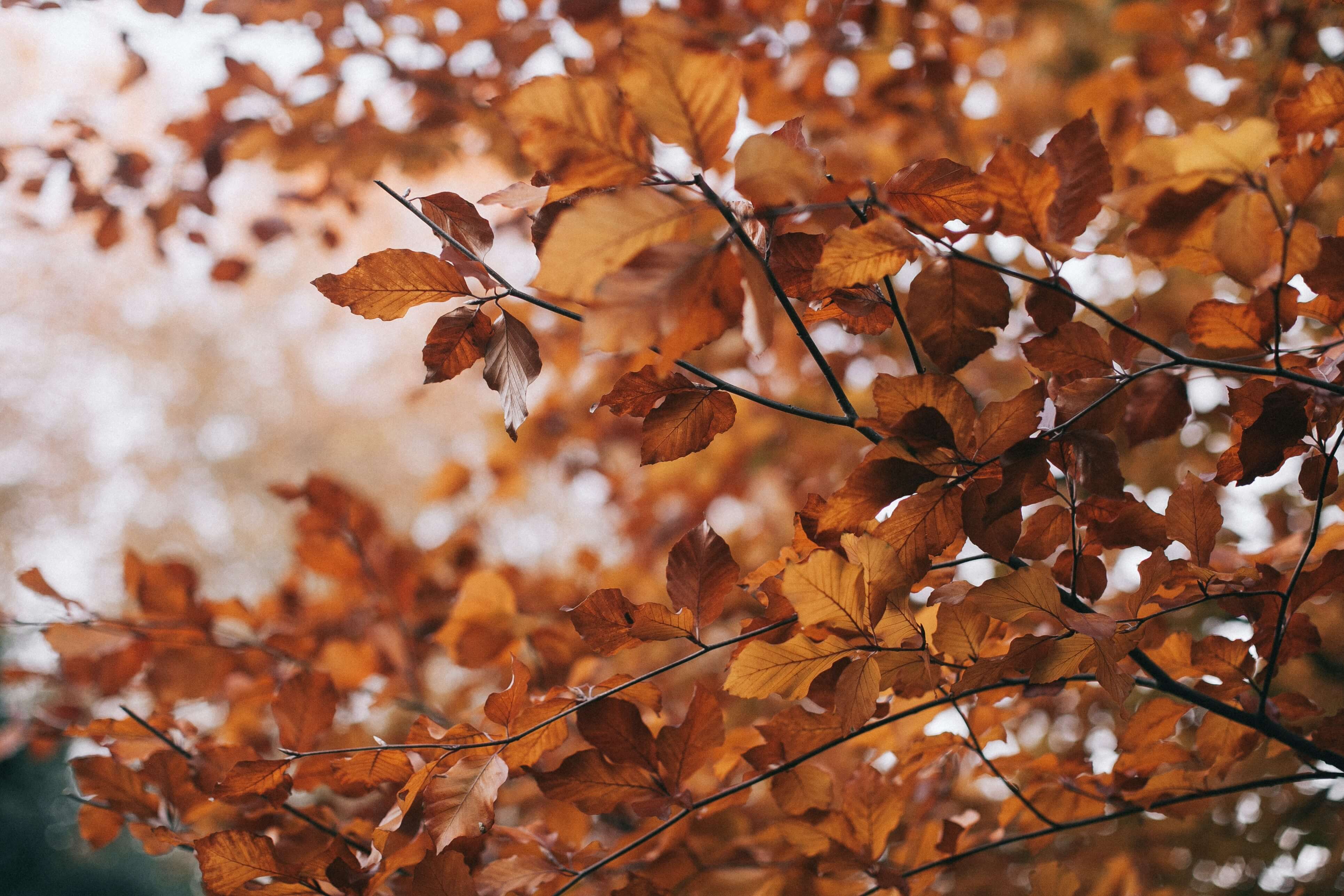 The Cosy Season Has Arrived - Amber + Willow