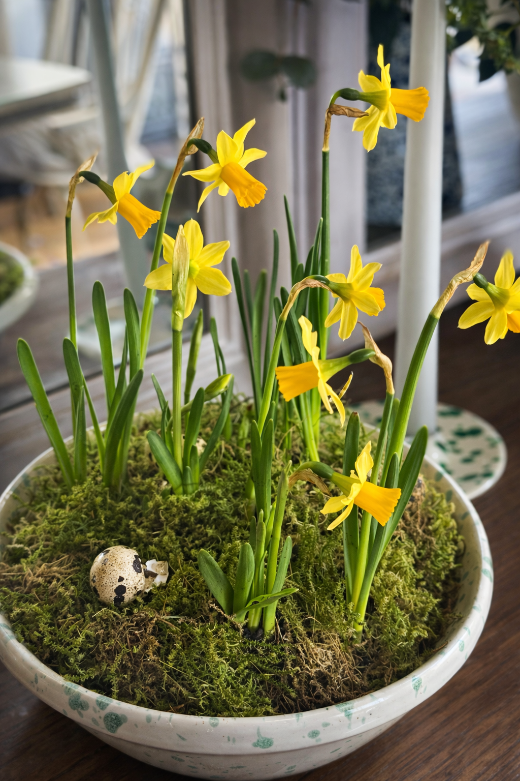 Potted plant with yellow flowers and green moss on a wooden surface