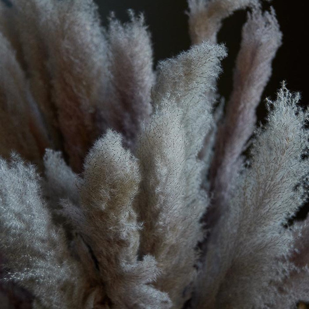 Tall Abigail Ahern Pampas Grass Bunch