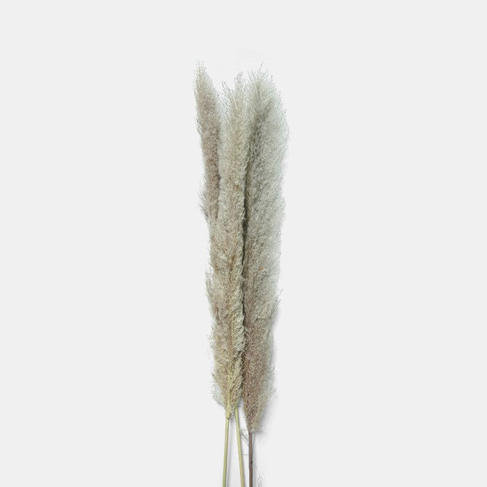 Tall Abigail Ahern Pampas Grass Bunch