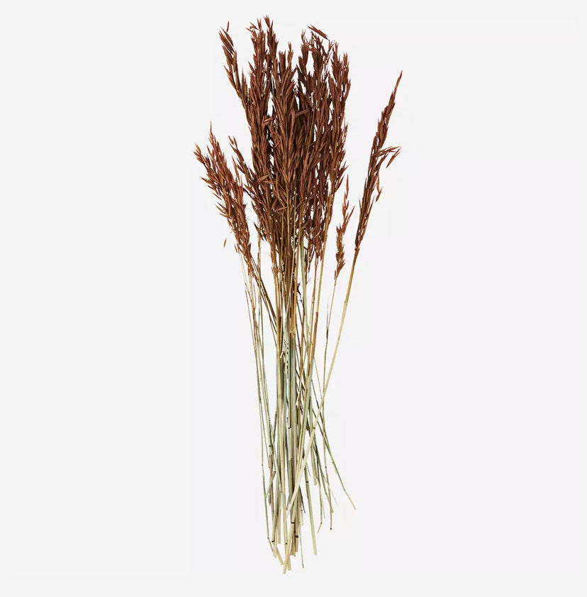 Dried triticum aestivum