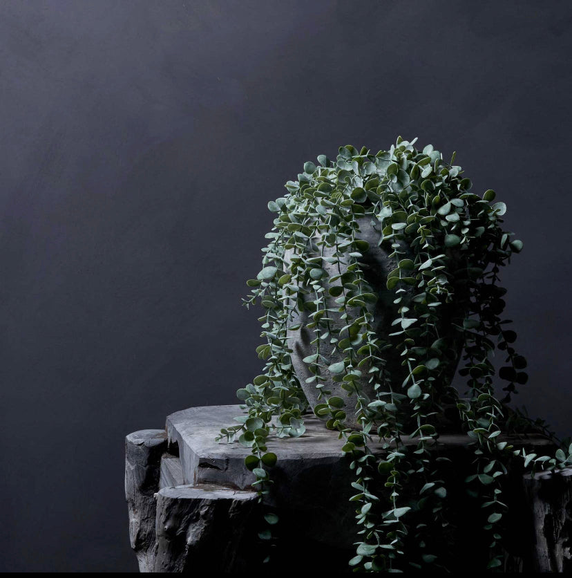 Abigail Ahern trailing eucalyptus stem