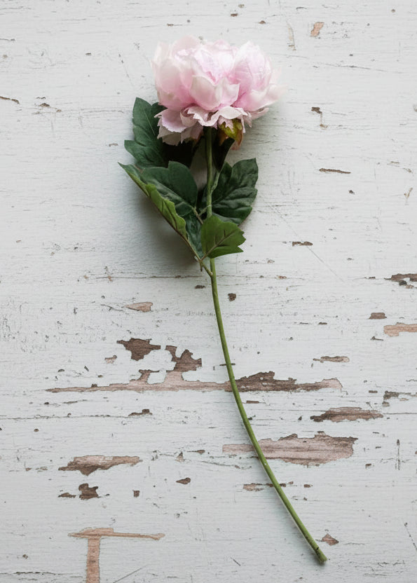A single pink peony stem with green leaves against old textured white wood surface
