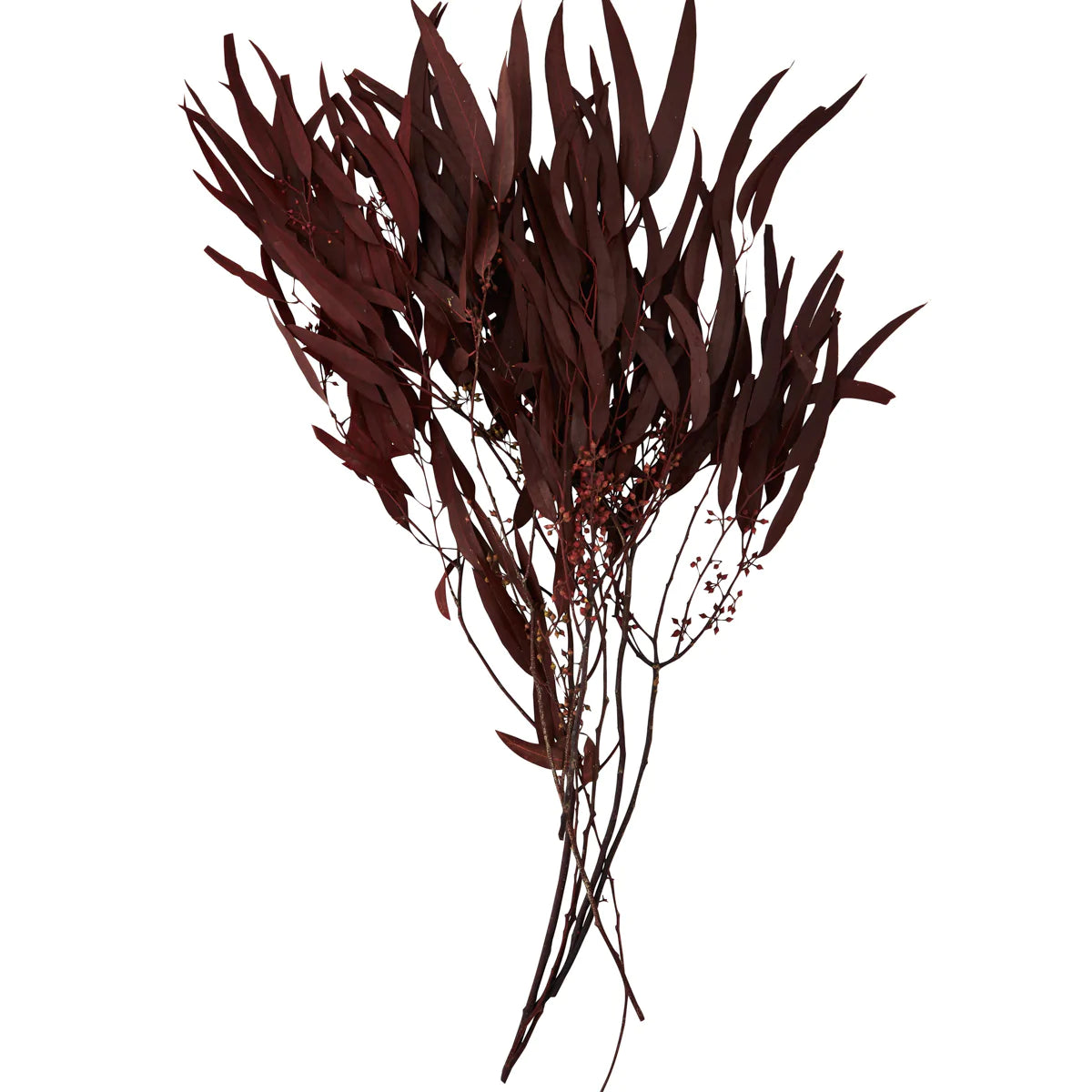 dried eucalyptus bunch